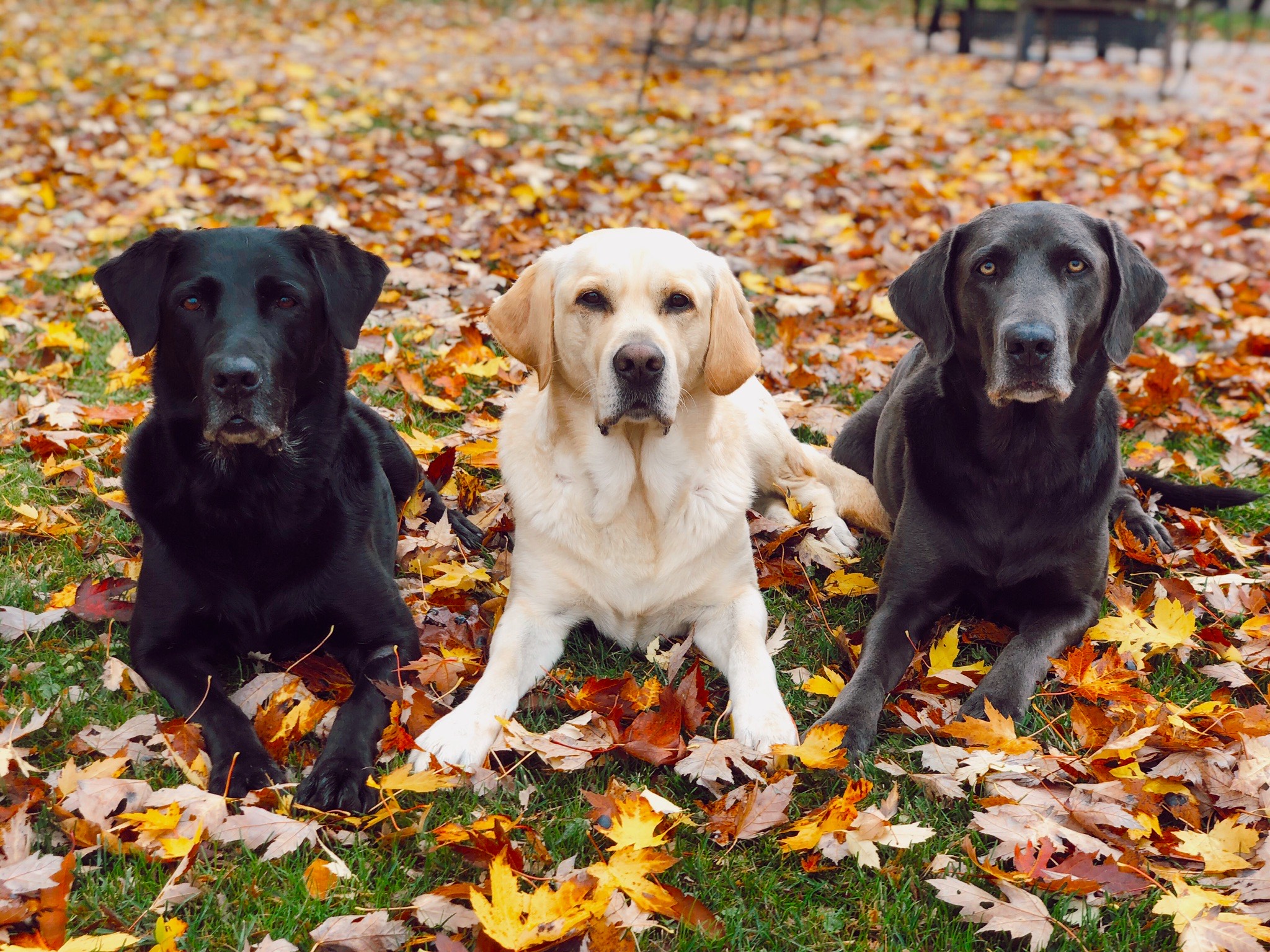 Jess' dogs, Tucker, Myah, and George