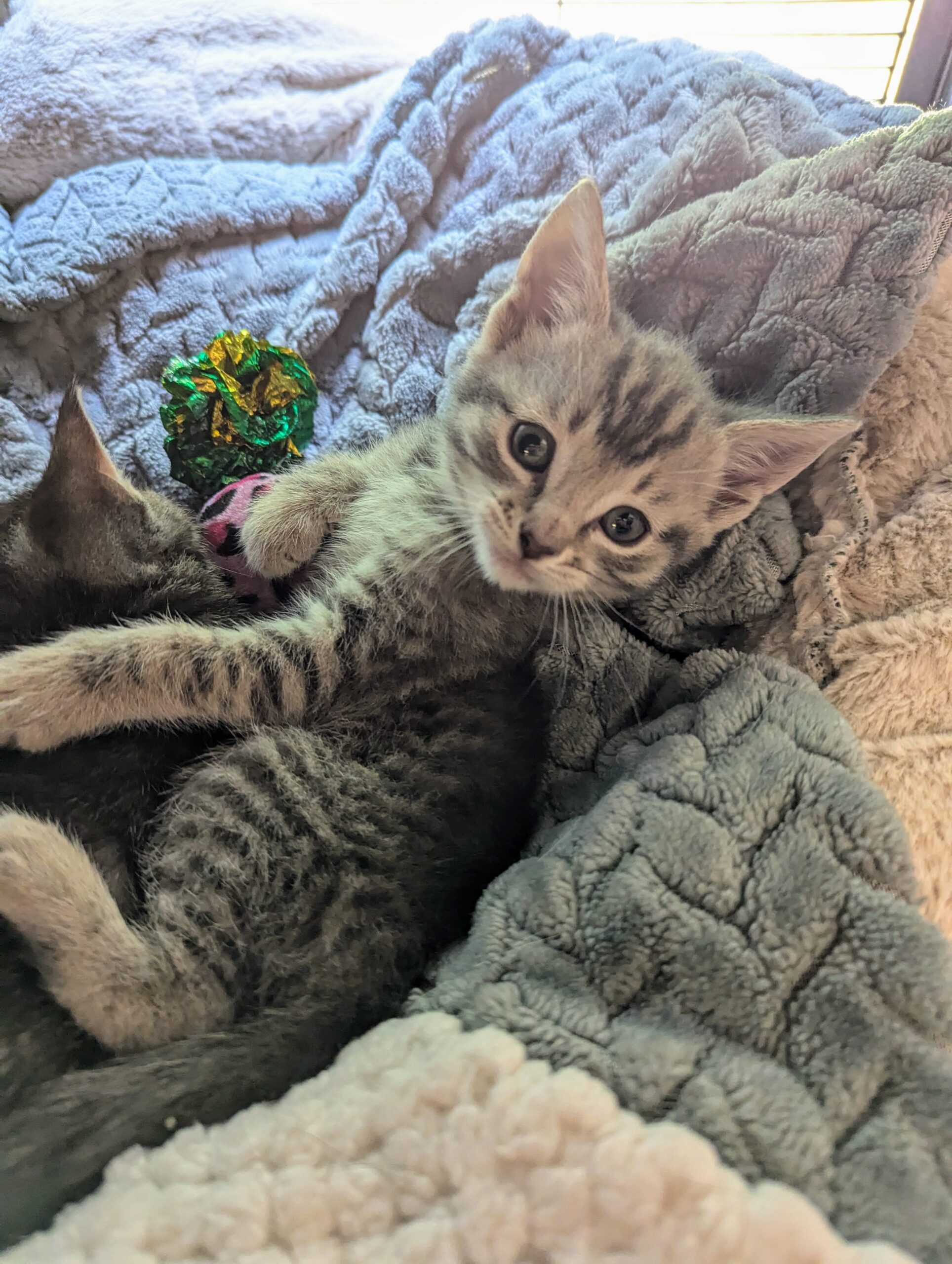 Jenn Hostetler's pets