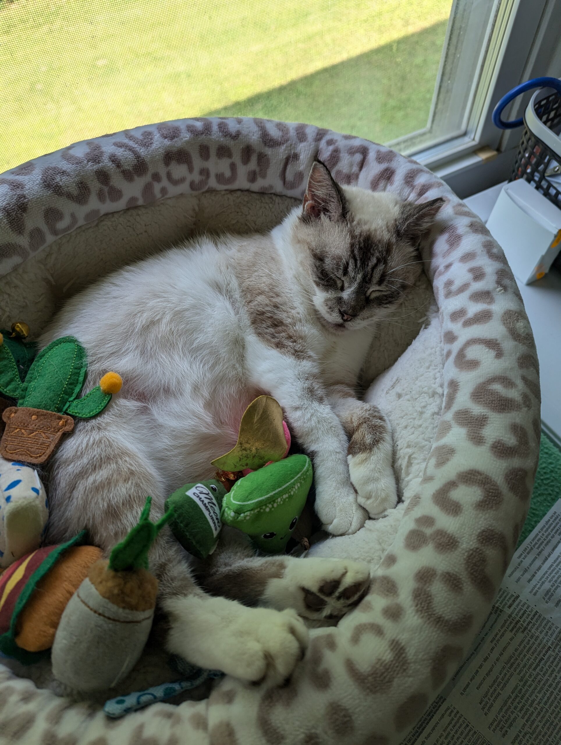 Dr. Jenn Hostetler with a cat