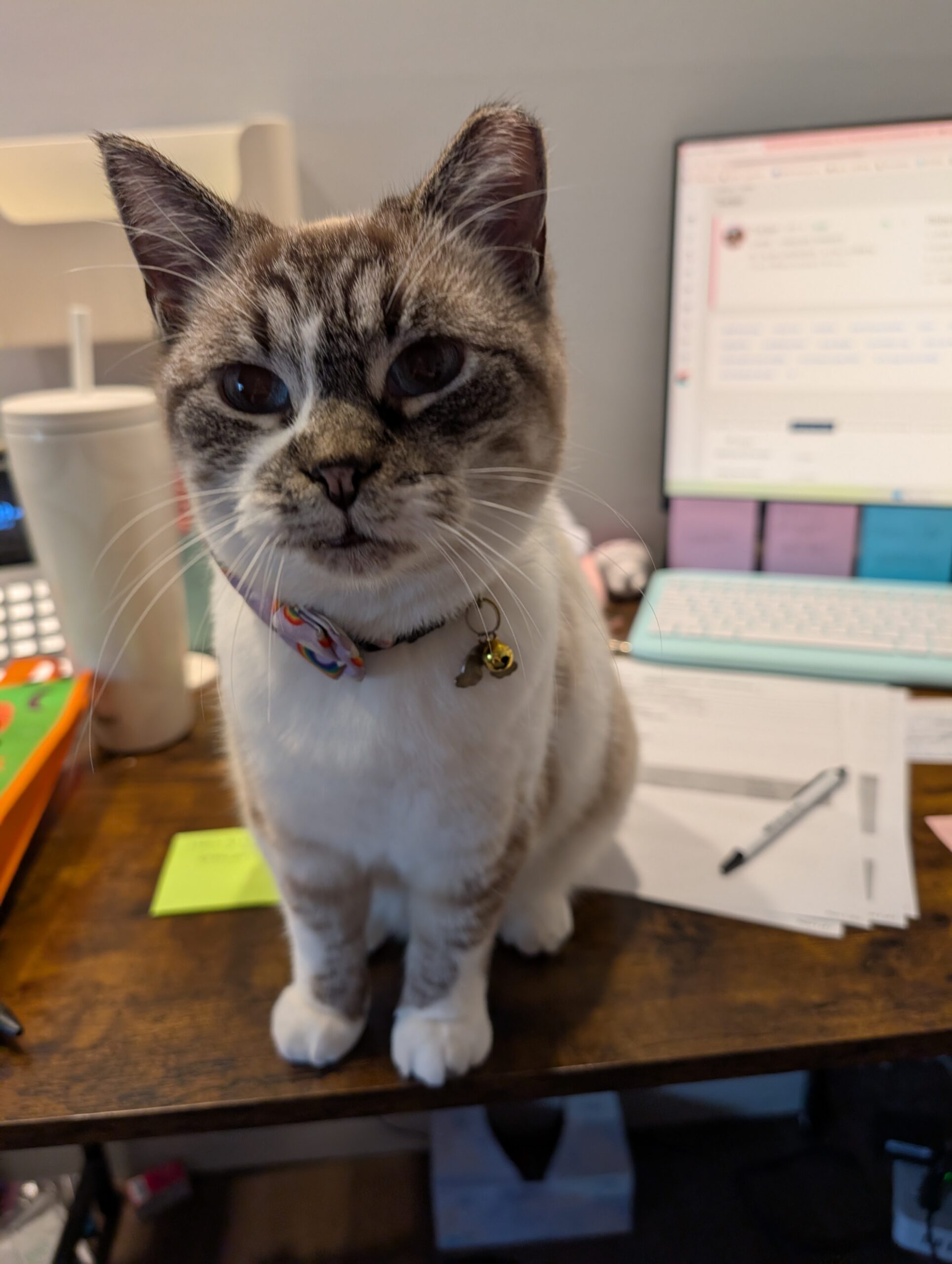 Jenn Hostetler's pets